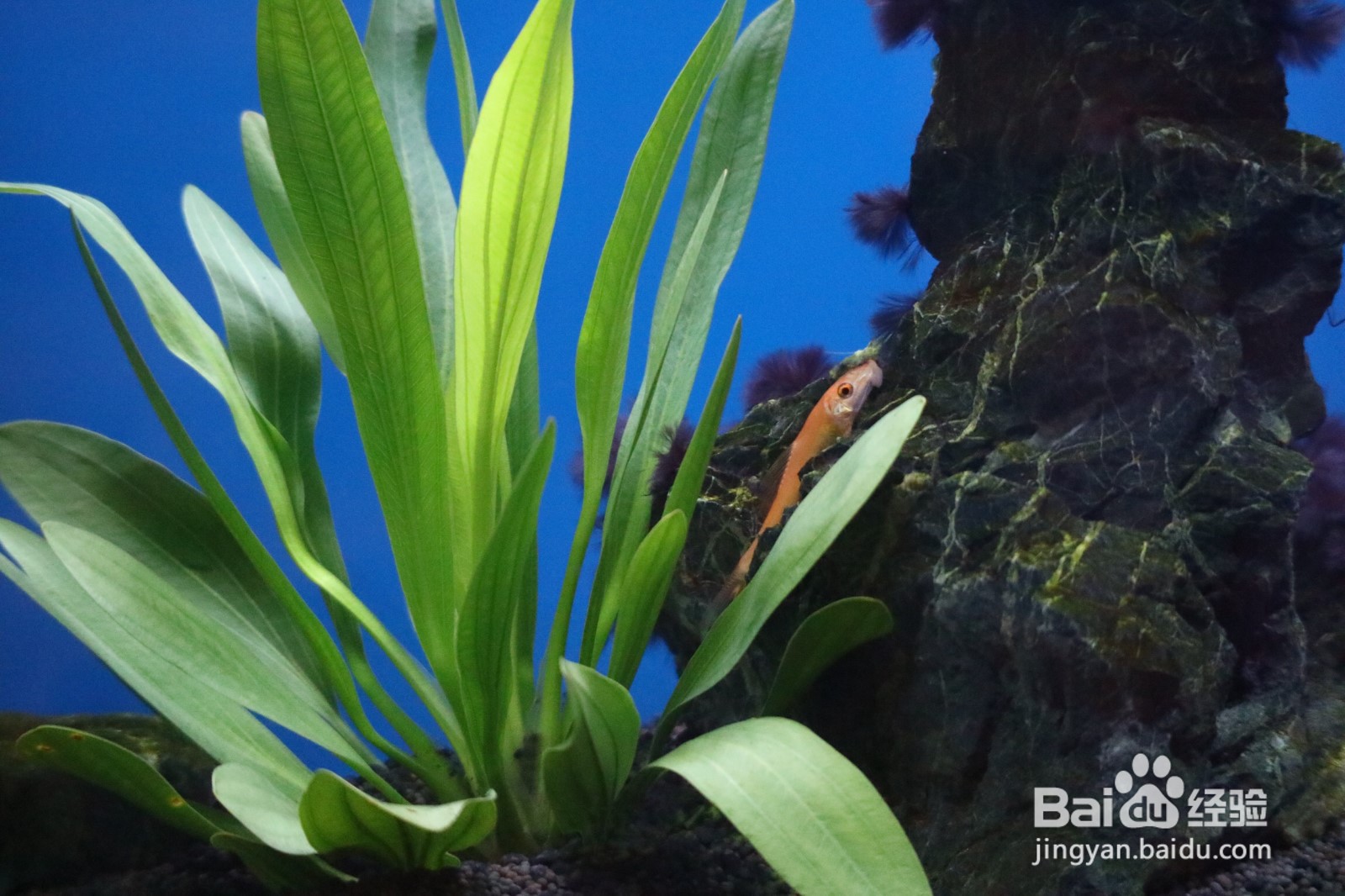 如何建立起稳定的草缸生态系统？