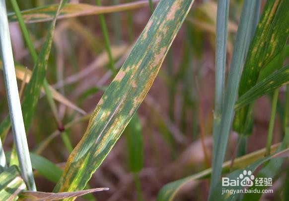 小麦条锈病防治方法
