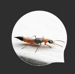 夏天防虫手册和急救法