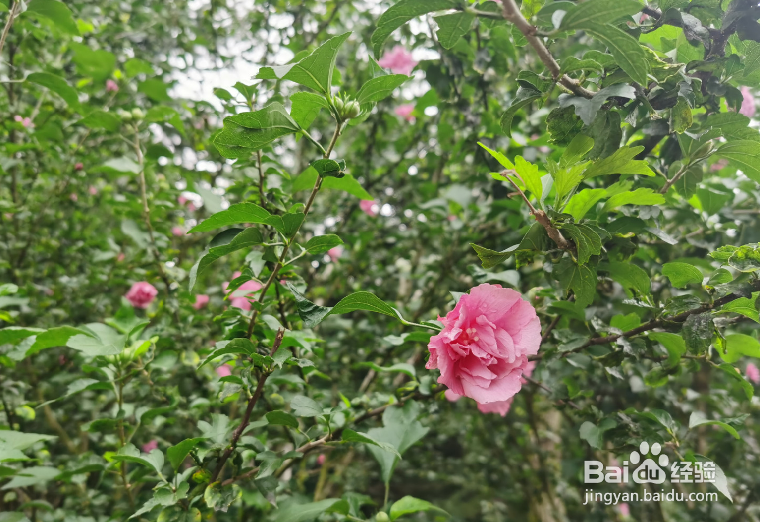 木槿花怎么养才能茂盛