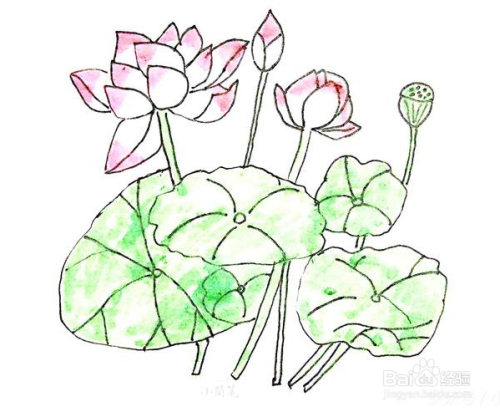 荷花的简笔画