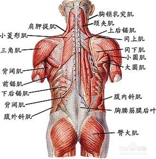 <b>如何锻练腰背肌</b>