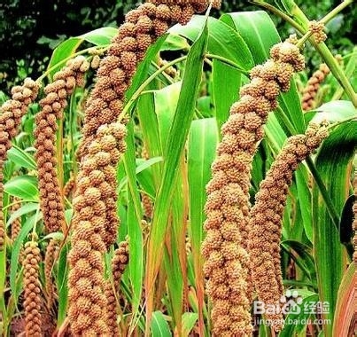 小米养生的一些食疗食谱