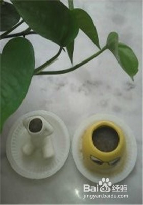 怎样种植小草盆景