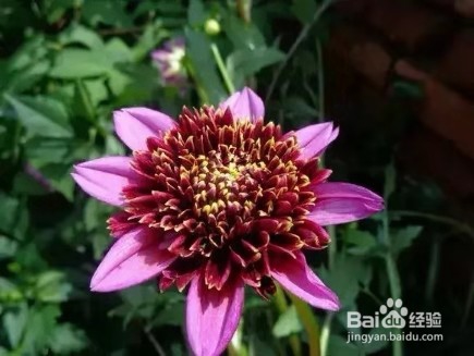 3种花现在养1盆，1个月就开花，一直开到12月