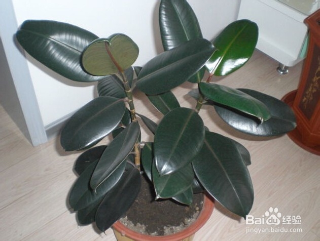 14种植物放入室内的奇异功效----一定要看哟