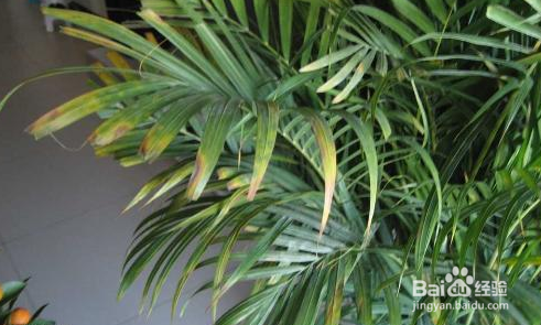 袖珍椰子叶子发黄怎么办