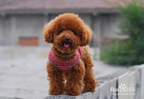 怎么给泰迪犬剪头发