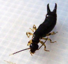 家中常见昆虫的鉴别方法