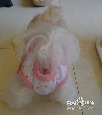 西施犬的美容护理