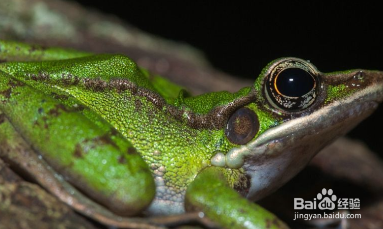怎样区分青蛙和蟾蜍