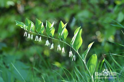 生活中常见中草药及其疗效(五)