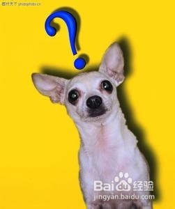 如何让狗狗听话的坐下