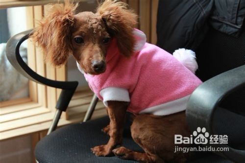 训练宠物泰迪犬紧跟主人身侧的有效方法