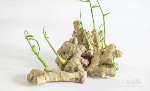 家里怎么种生姜 百度经验 家里怎么种生姜 百度经验