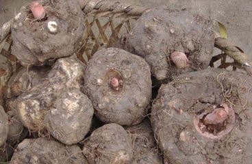 食物中的保健王者