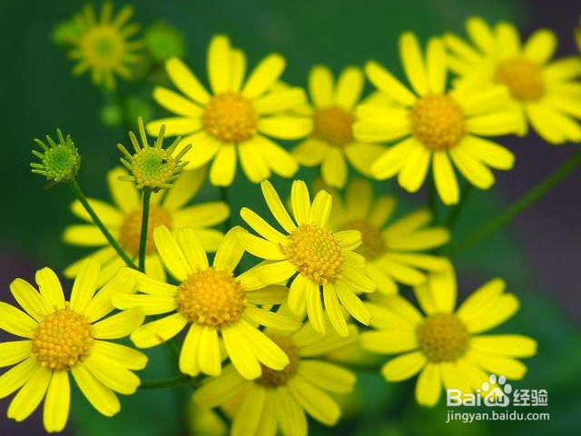 九里光的作用和效果有哪些？