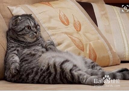 猫叫扰民怎么办