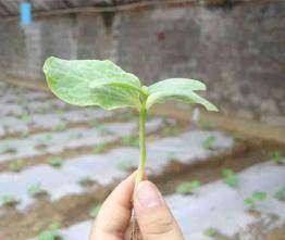 黄瓜的栽培方法