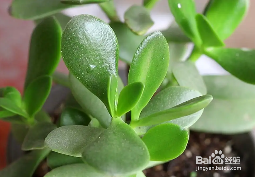 家里养玉树有什么好处