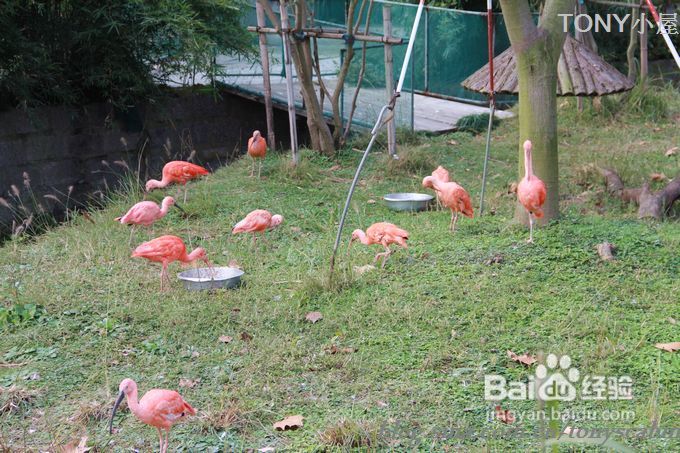 新手做土司必须要了解的5个要点---旅游外出给我们补充体力的芝麻黄油土司