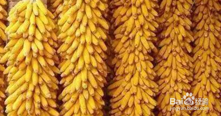 如何正确辨别玉米等级?