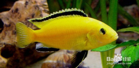 鱼缸鱼种的选择及混养