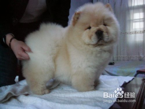 松狮怎么养--如何养松狮