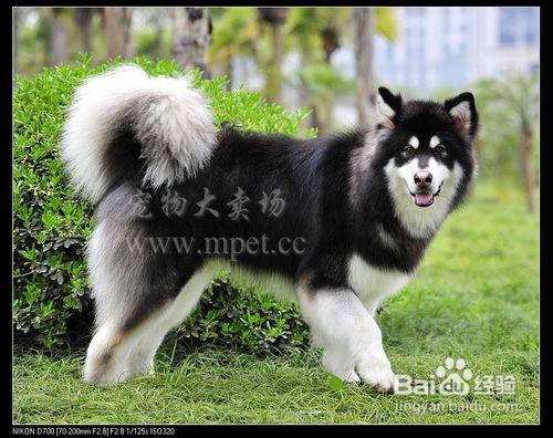 阿拉斯加犬好养吗阿拉斯加雪橇犬怎么养