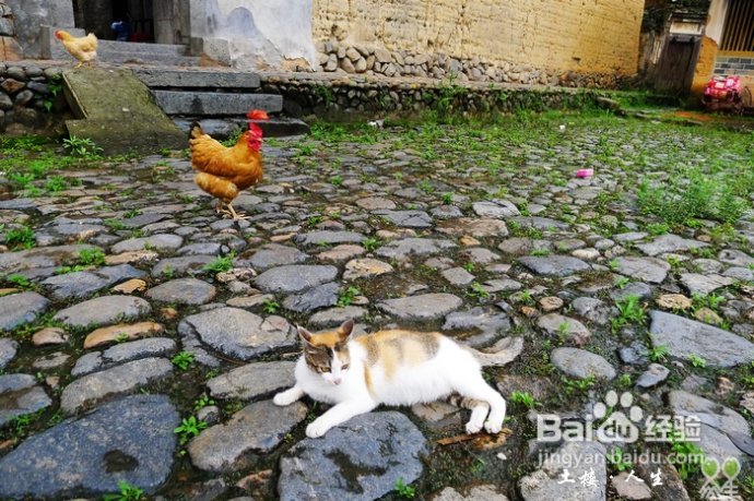 66@365【洪坑】土楼精华一日游