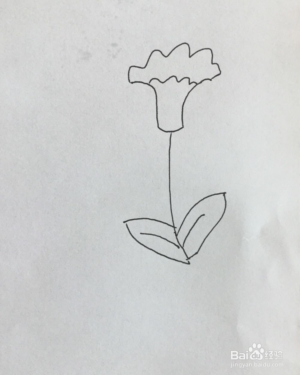 儿童简笔画鸡冠花图片