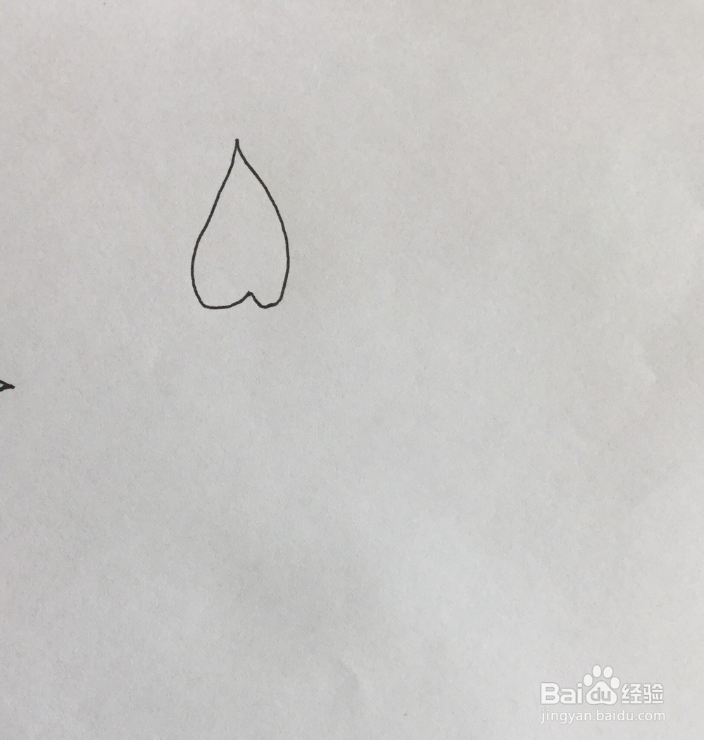 马蹄莲简笔画