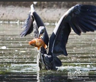 动物世界的奇异很简单