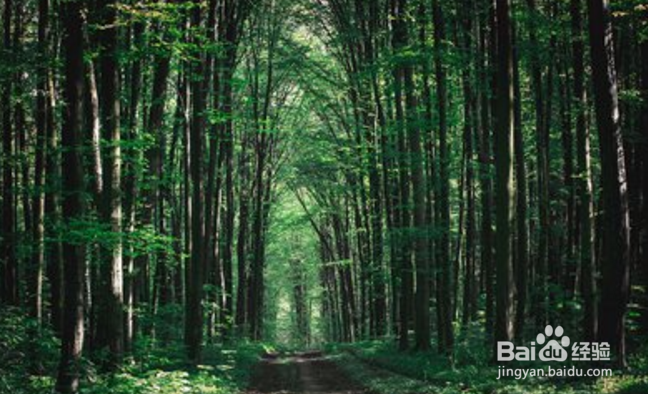 旅游景区如何做好森林防火?