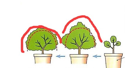 映山红怎么修剪枝条