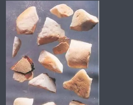 海螵蛸是什么东西