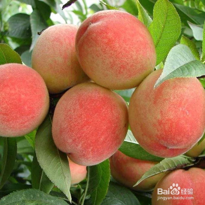 痒痒粉的简单制作方法