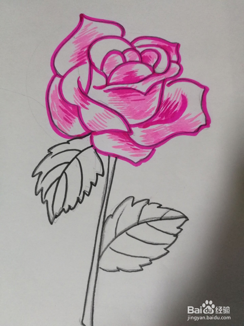简笔画----玫瑰的画法