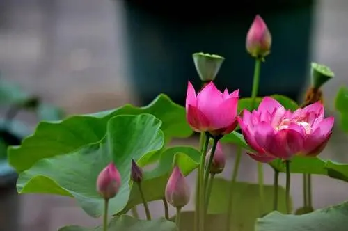 一花一世界,一叶一菩提全诗是什么
