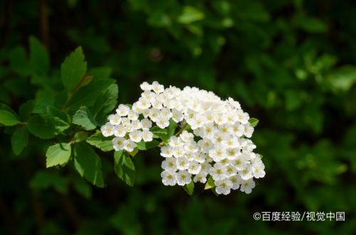 小手球花养护方法