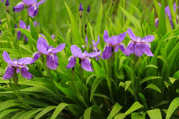 鸢尾花有什么功效
