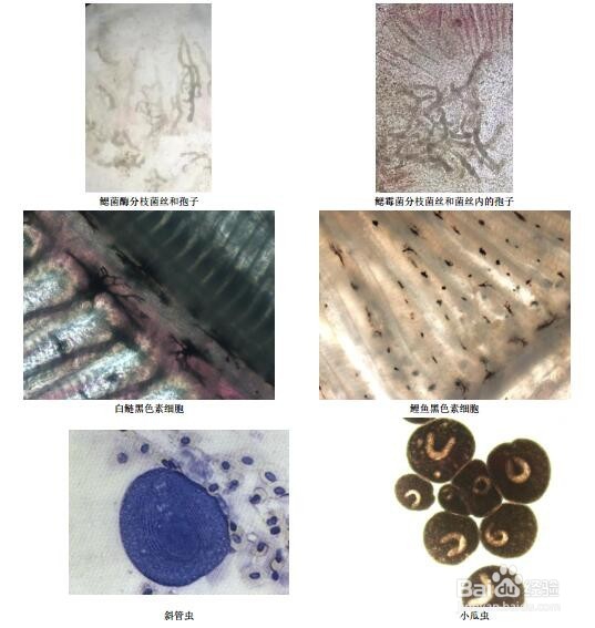 如何快速诊断鱼病