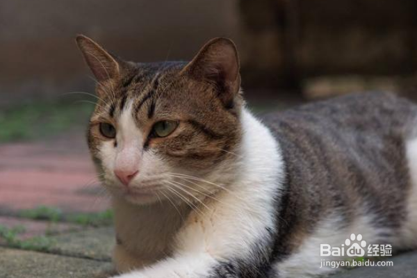 猫咪身上的跳蚤太多怎么办？