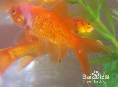金鱼身上有白色霜状怎么治