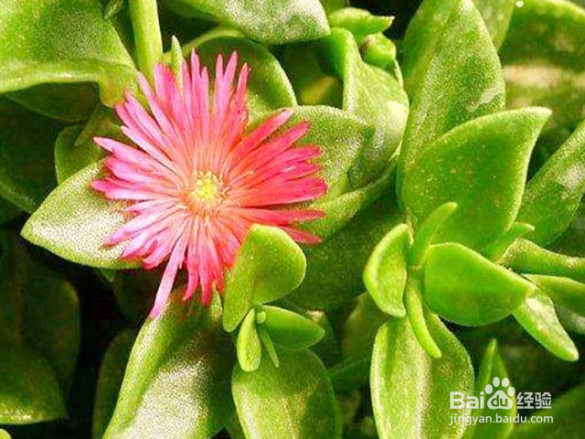 松叶菊如何养殖？