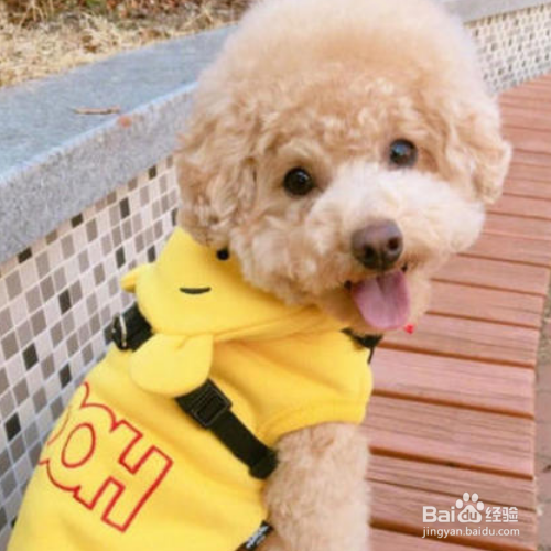 给狗狗穿衣服要注意什么？