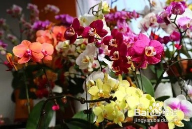 春节4种“兰花”放家里，花开芬芳比香水好闻