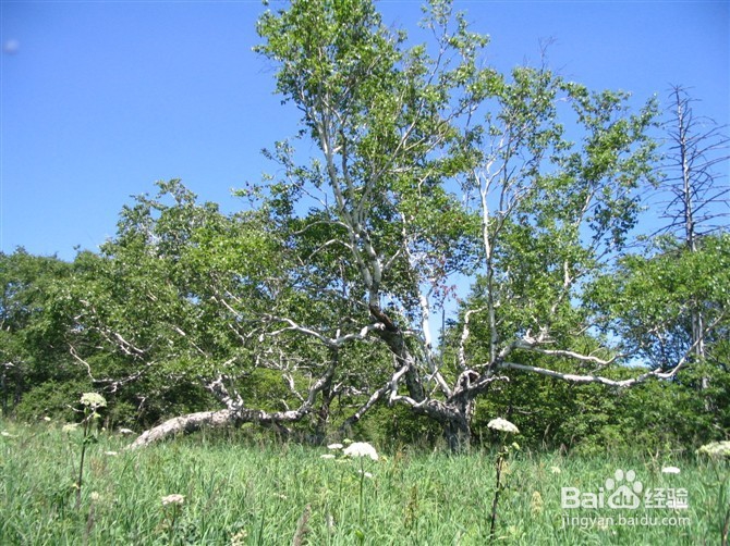 野游兴安之巅攻略