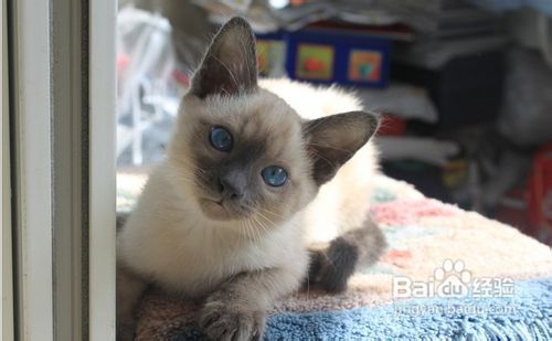 养猫心得:要如何饲养好暹罗猫