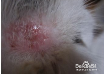 如何识别猫咪身上的猫癣